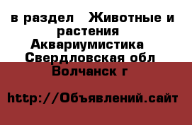  в раздел : Животные и растения » Аквариумистика . Свердловская обл.,Волчанск г.